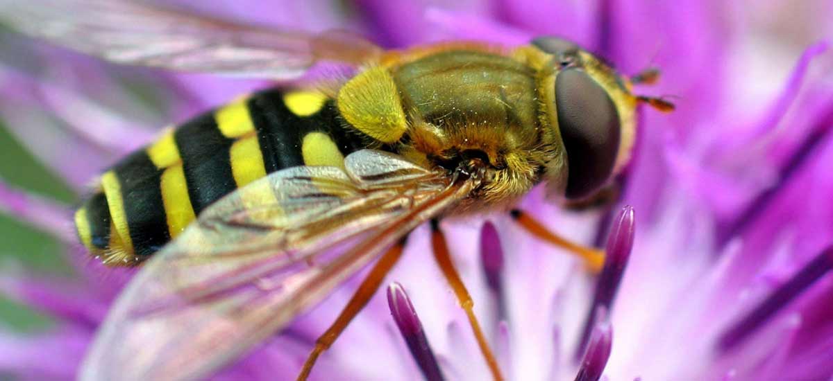 How do bees make honey? – ScottishBeeCompany