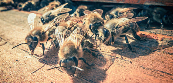 Sugar Syrup Recipe For Beekeepers