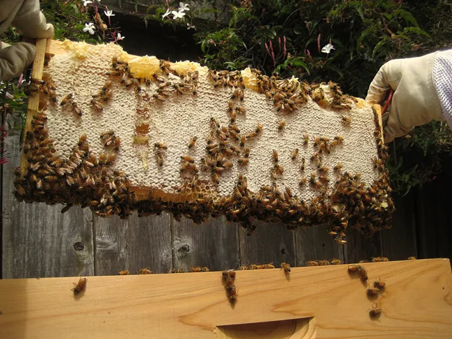 How much honey do bees need for winter?
