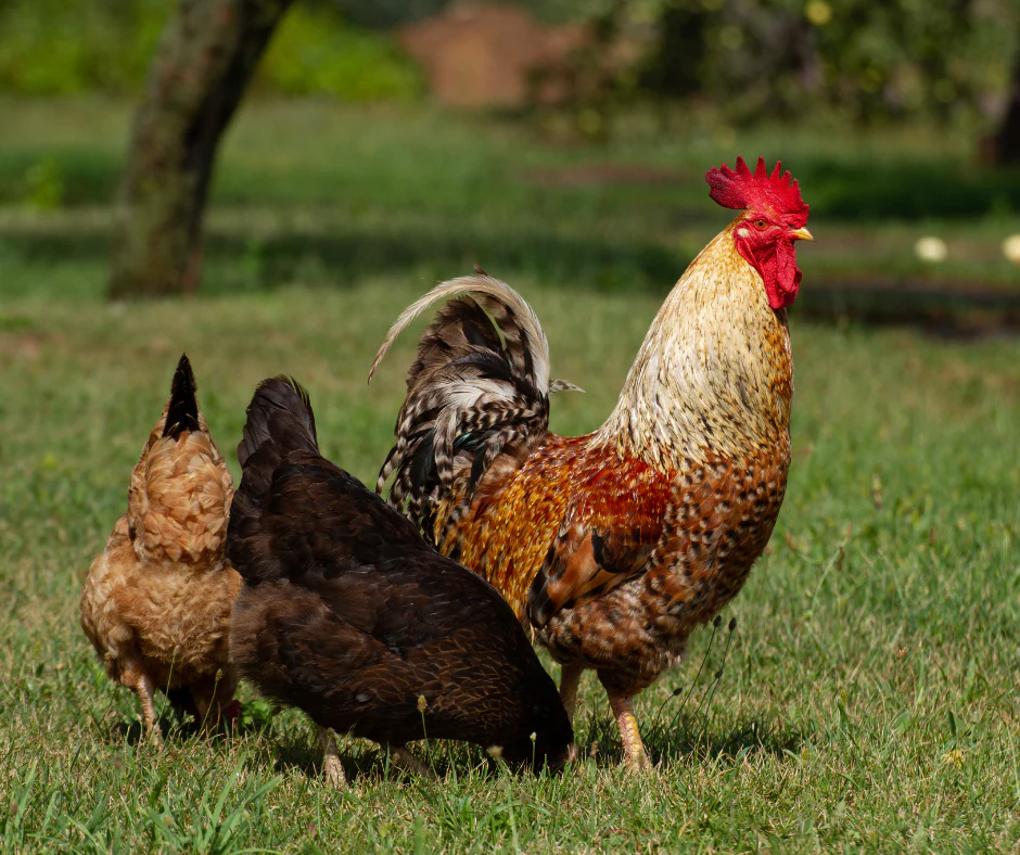 How to Identify a Rooster vs. Hen